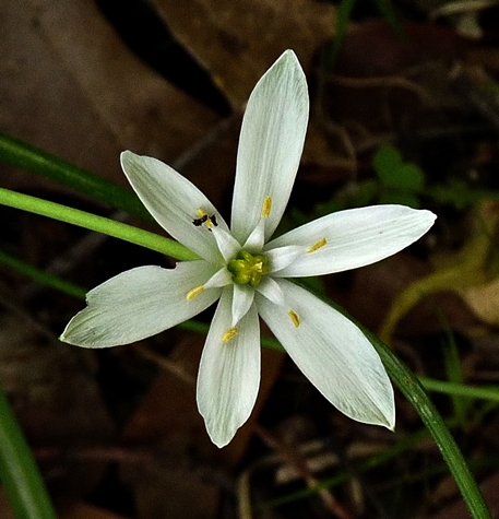 {Ornithogalum umbellatum}